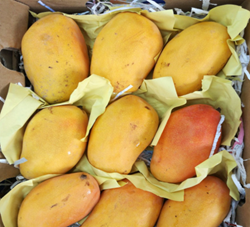 Show details for منجا هندي Picture of منجا هندي