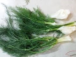 Show details for Schumer Picture of Schumer