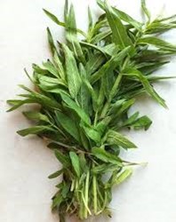 Show details for Mint Picture of Mint