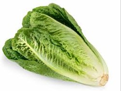 Picture of lettuce